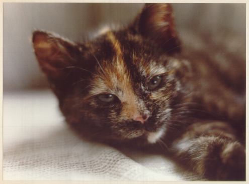 Spotje - the first Space Traveller